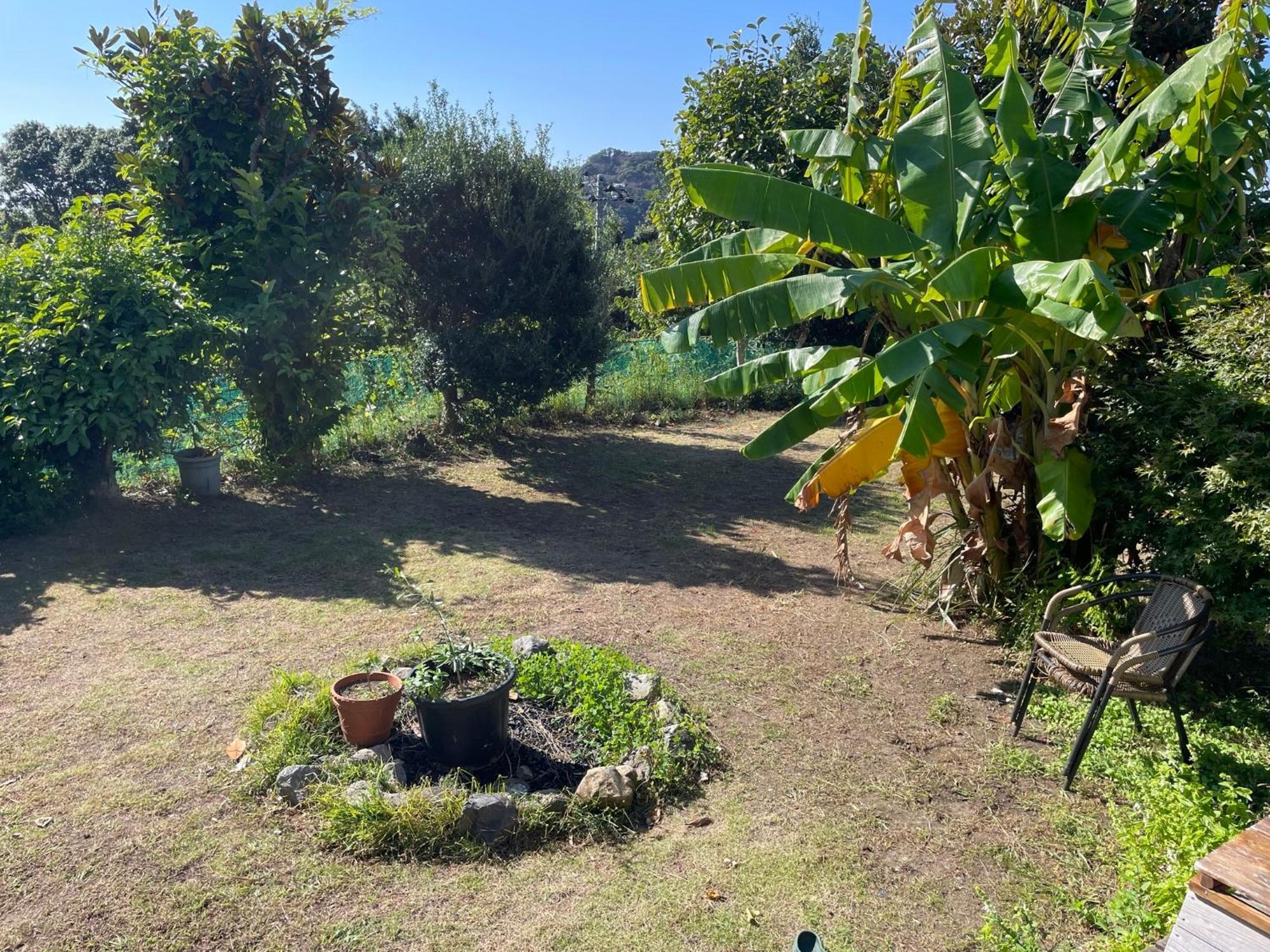 Guesthouse Papaya Shimoda  Dış mekan fotoğraf