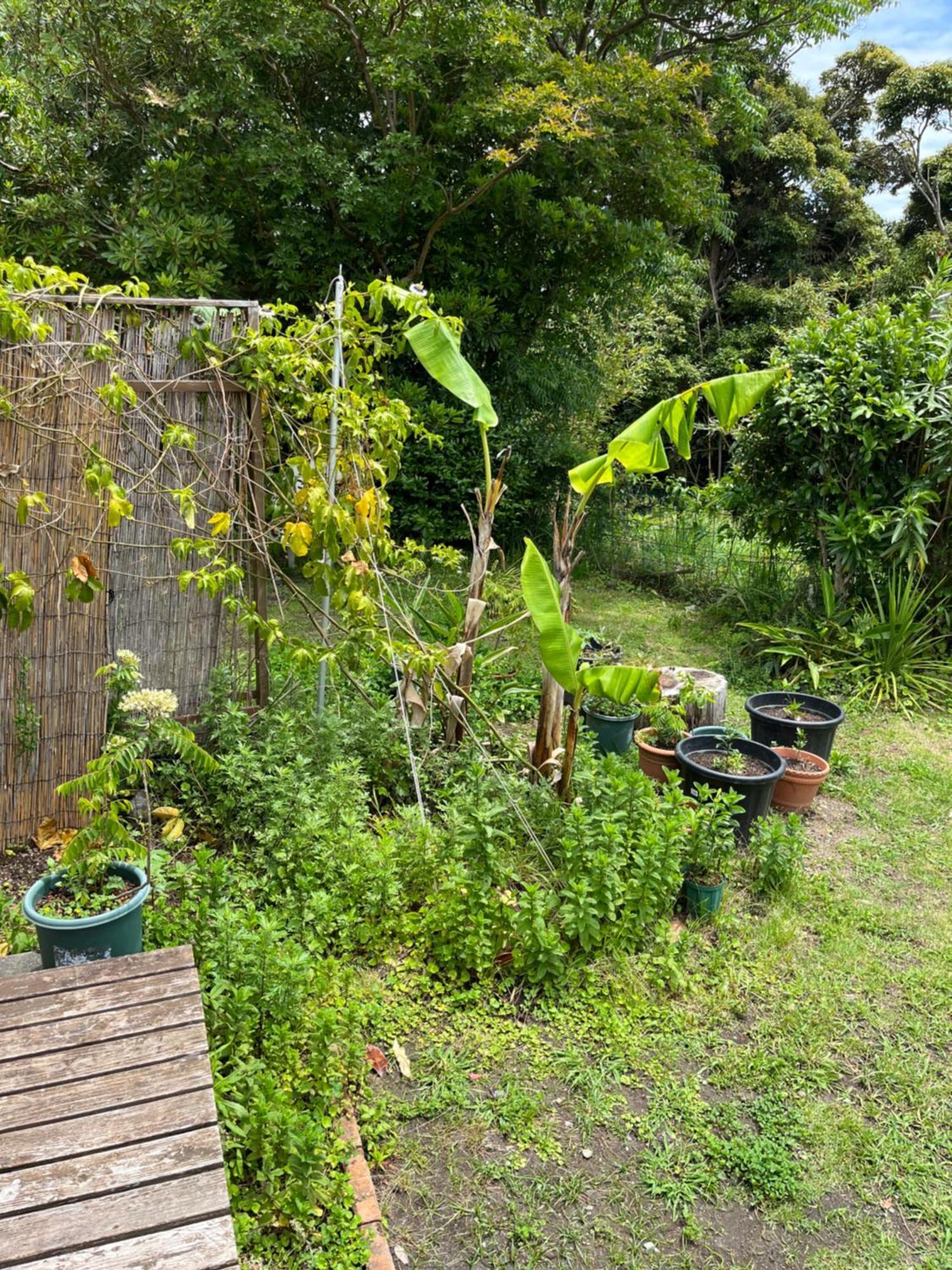 Guesthouse Papaya Shimoda  Dış mekan fotoğraf